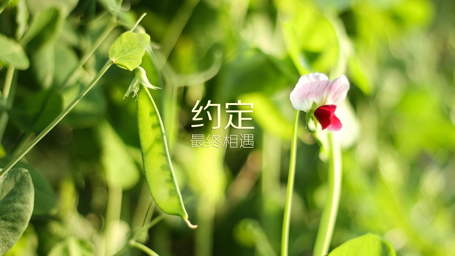 博洛尼亚加强边线突破扩大进攻面，博洛尼亚ds