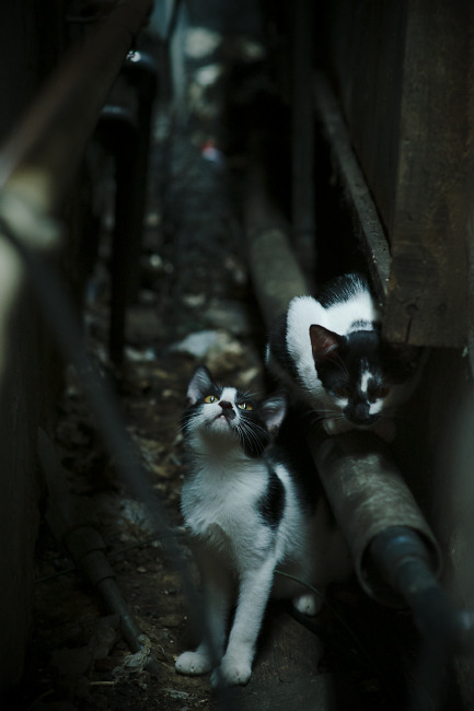 希腊女篮在欧洲锦标赛中再夺金牌，体育传统薪火相传，希腊女子篮球比赛直播